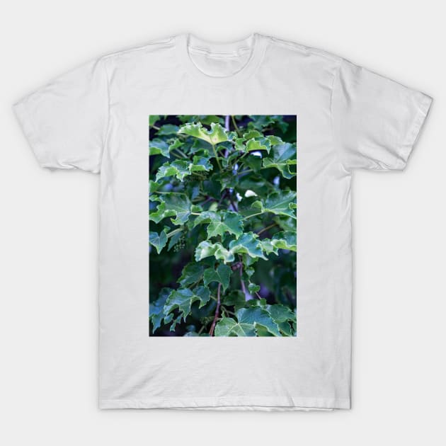 Draped leaved T-Shirt by Withns